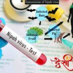 क्या हैं निपाह वायरस? लक्षण और इलाज